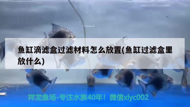 鱼缸滴滤盒过滤材料怎么放置(鱼缸过滤盒里放什么)