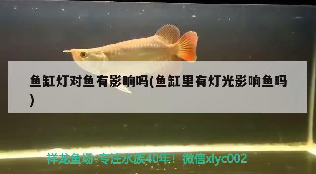 鱼缸灯对鱼有影响吗(鱼缸里有灯光影响鱼吗) 哥伦比亚巨暴鱼苗