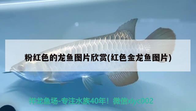 白金龙鱼是什么鱼种类(金龙鱼是什么品种的鱼) 观赏鱼饲料 第1张