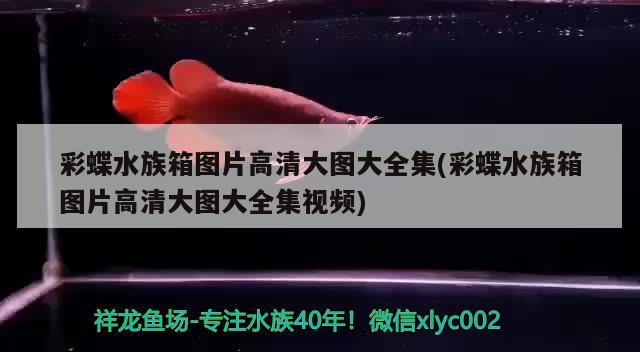 彩蝶水族箱图片高清大图大全集(彩蝶水族箱图片高清大图大全集视频) 鱼缸/水族箱