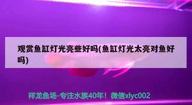 观赏鱼缸灯光亮些好吗(鱼缸灯光太亮对鱼好吗) 委内瑞拉奥里诺三间鱼苗