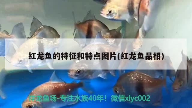 银龙鱼可以群养吗（银龙鱼群养会打架吗） 银龙鱼 第2张