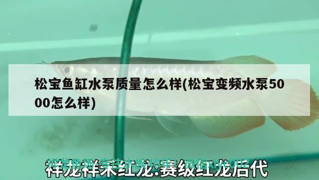 松宝鱼缸水泵质量怎么样(松宝变频水泵5000怎么样)