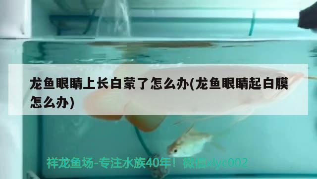 非凡水族鱼缸怎么安装图片(永恒水族鱼缸安装视频) 南美异型鱼