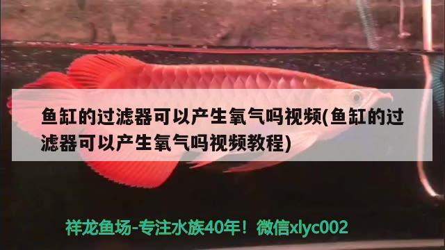 鱼缸的过滤器可以产生氧气吗视频(鱼缸的过滤器可以产生氧气吗视频教程) 红龙福龙鱼