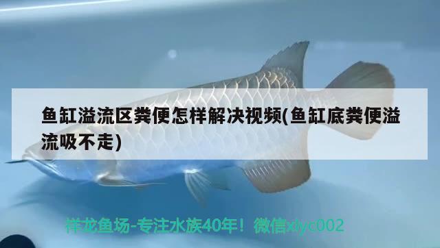 鱼缸溢流区粪便怎样解决视频(鱼缸底粪便溢流吸不走) 图腾金龙鱼