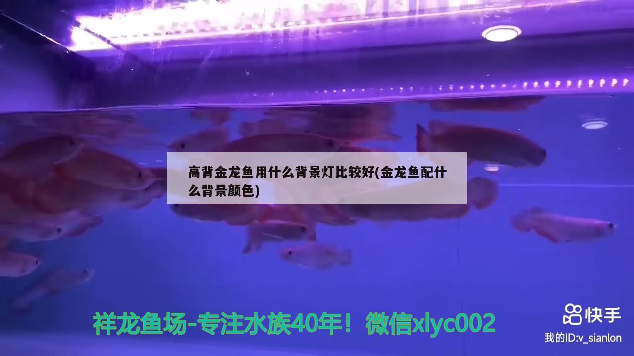 高背金龙鱼用什么背景灯比较好(金龙鱼配什么背景颜色)