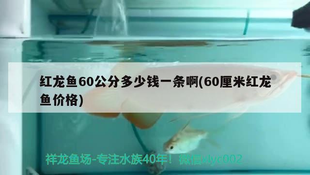 红龙鱼60公分多少钱一条啊(60厘米红龙鱼价格) 白子银版鱼