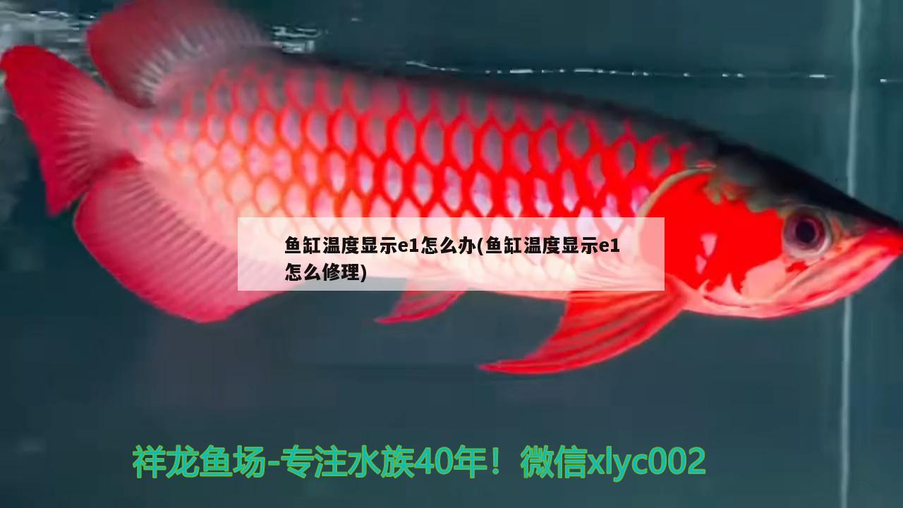 鱼缸温度显示e1怎么办(鱼缸温度显示e1怎么修理) 鱼缸百科