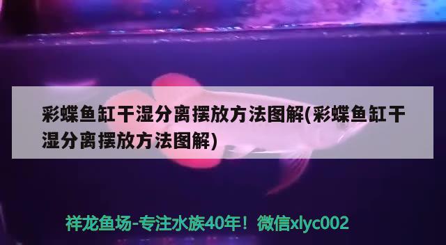 彩蝶鱼缸干湿分离摆放方法图解(彩蝶鱼缸干湿分离摆放方法图解)