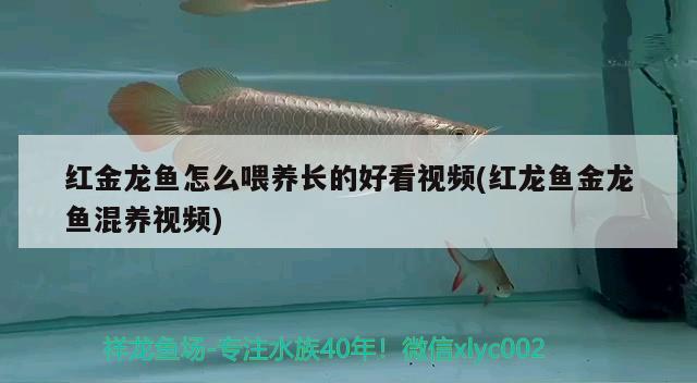 红金龙鱼怎么喂养长的好看视频(红龙鱼金龙鱼混养视频)