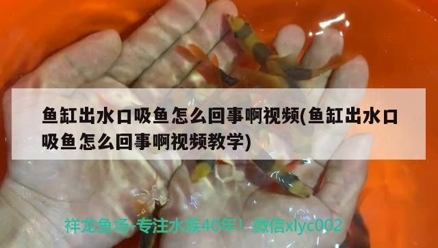 鱼缸出水口吸鱼怎么回事啊视频(鱼缸出水口吸鱼怎么回事啊视频教学) 魟鱼百科