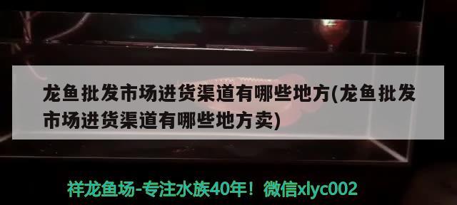 龙鱼批发市场进货渠道有哪些地方(龙鱼批发市场进货渠道有哪些地方卖)