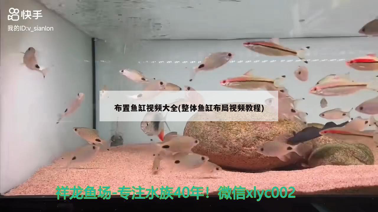 布置鱼缸视频大全(整体鱼缸布局视频教程)