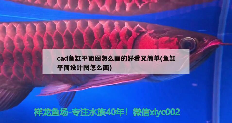 cad鱼缸平面图怎么画的好看又简单(鱼缸平面设计图怎么画)