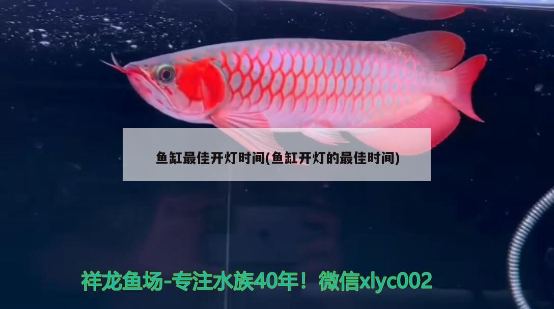 鱼缸最佳开灯时间(鱼缸开灯的最佳时间) 黄金河虎鱼