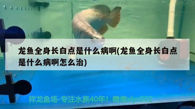 马来西亚红龙鱼多少钱一只(红龙鱼价钱) 二氧化碳设备 第3张