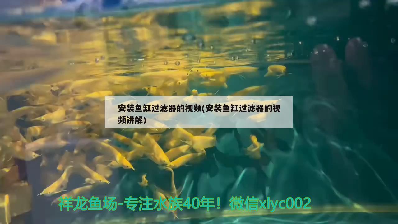 安装鱼缸过滤器的视频(安装鱼缸过滤器的视频讲解)