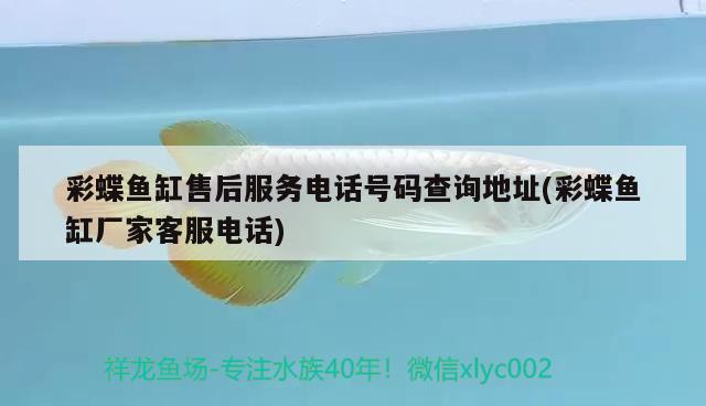 龙岗观赏鱼批发市场在哪（龙岗区水族馆批发市场） 养鱼知识 第2张