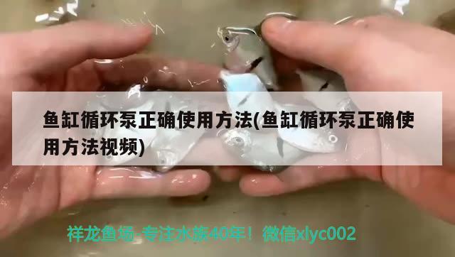 鱼缸循环泵正确使用方法(鱼缸循环泵正确使用方法视频) 名贵锦鲤鱼