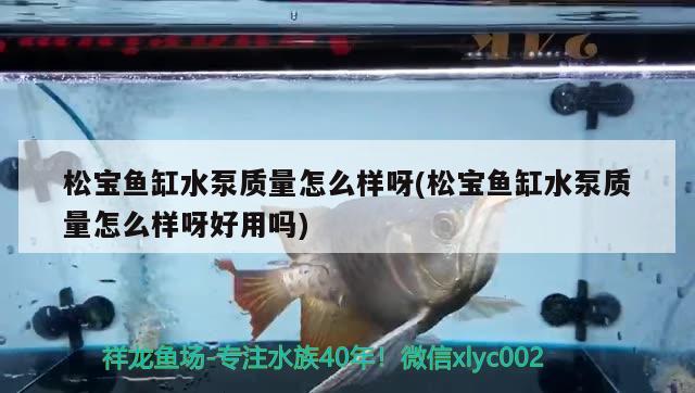 鱼缸水浑浊发绿原因和解决方案图片  广州观赏鱼批发市场 第1张