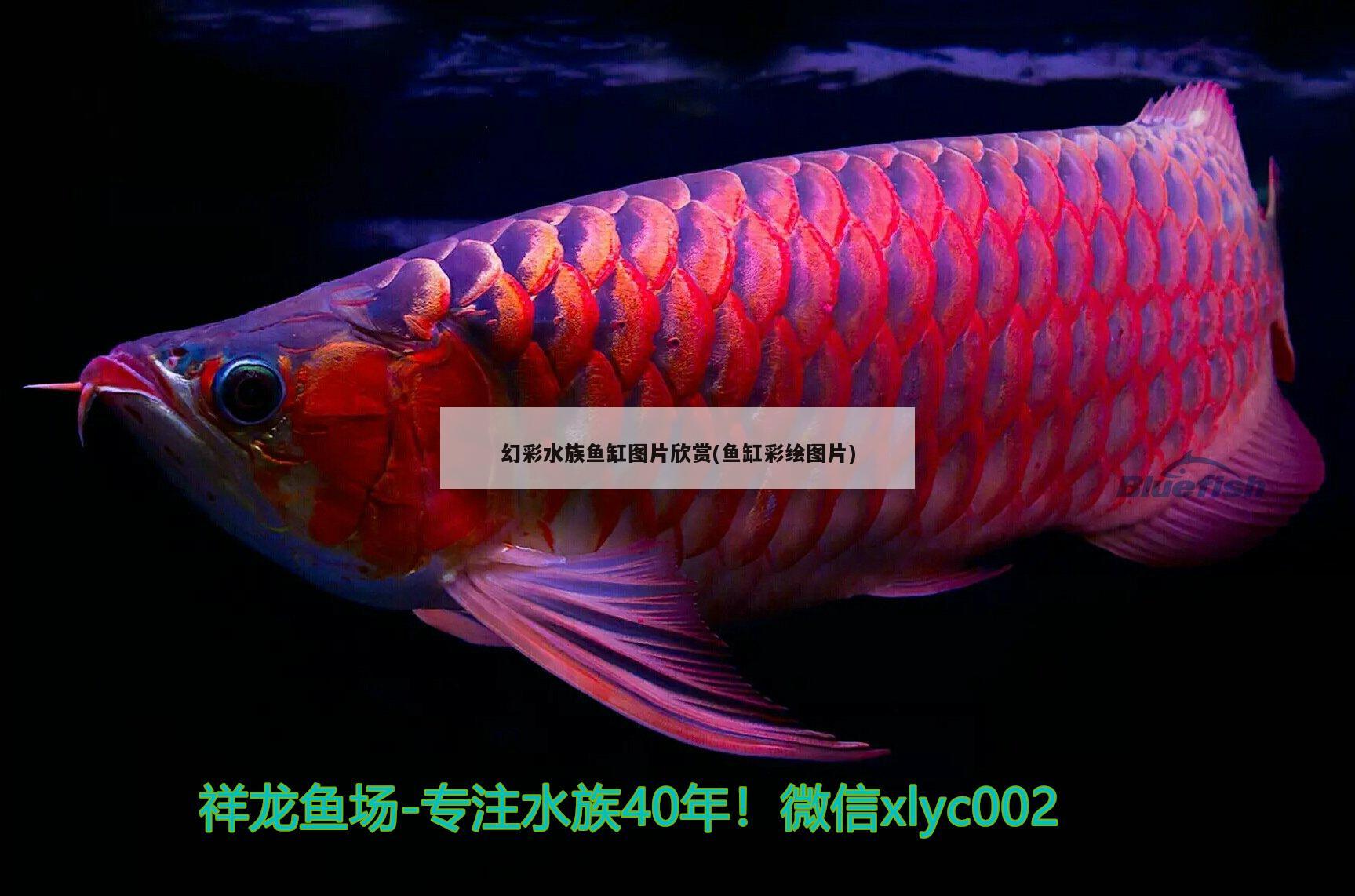 幻彩水族鱼缸图片欣赏(鱼缸彩绘图片) 过背金龙鱼