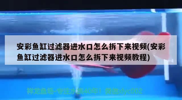 安彩鱼缸过滤器进水口怎么拆下来视频(安彩鱼缸过滤器进水口怎么拆下来视频教程) 柠檬鲫