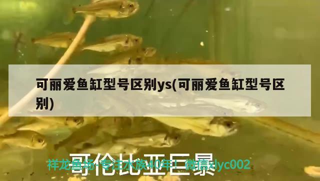 可丽爱鱼缸型号区别ys(可丽爱鱼缸型号区别) 女王大帆鱼