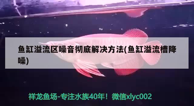 鱼缸溢流区噪音彻底解决方法(鱼缸溢流槽降噪) 申古三间鱼