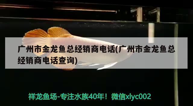 广州市金龙鱼总经销商电话(广州市金龙鱼总经销商电话查询) 黑水素