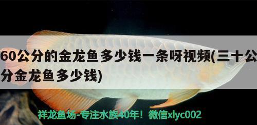 60公分的金龙鱼多少钱一条呀视频(三十公分金龙鱼多少钱) 三间鼠鱼苗