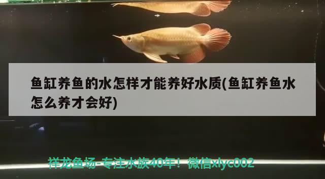 鱼缸玻璃有水印怎么去除（鱼缸玻璃有水垢怎么去除） 黄宽带蝴蝶鱼 第3张