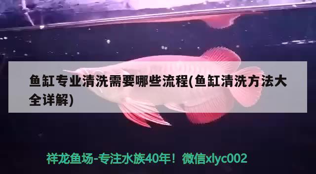 鱼缸专业清洗需要哪些流程(鱼缸清洗方法大全详解) 照明器材