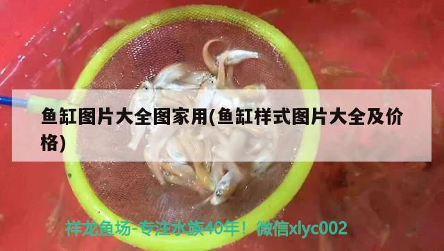 森林鱼缸怎么样才能养鱼呢视频：森林鱼缸怎么样才能养鱼呢视频教学