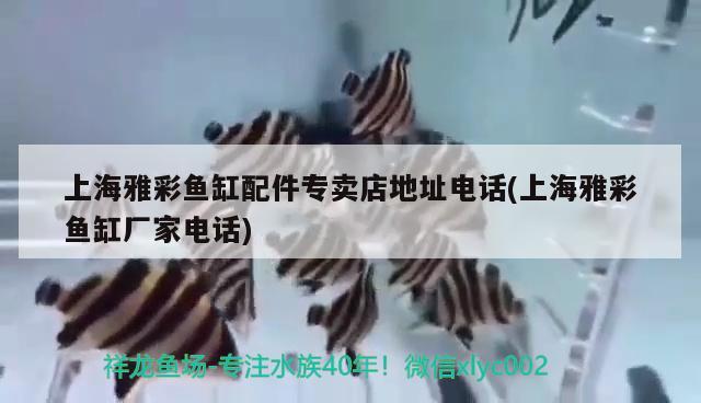 20公分龙鱼一年长多大（20公分银龙鱼一年长多大） 银龙鱼 第1张