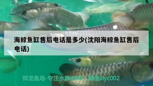 海鲸鱼缸售后电话是多少(沈阳海鲸鱼缸售后电话) 元宝凤凰鱼专用鱼粮