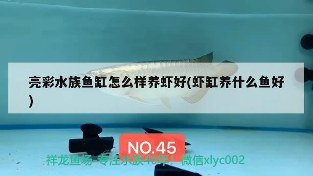 亮彩水族鱼缸怎么样养虾好(虾缸养什么鱼好) 大白鲨鱼苗