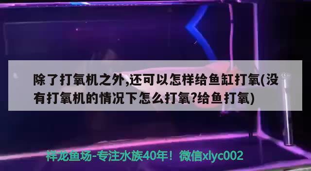 除了打氧机之外,还可以怎样给鱼缸打氧(没有打氧机的情况下怎么打氧?给鱼打氧) B级过背金龙鱼