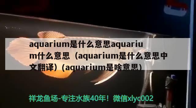 aquarium是什么意思aquarium什么意思（aquarium是什么意思中文翻译）(aquarium是啥意思)