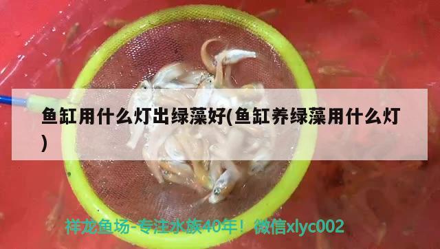 鱼缸用什么灯出绿藻好(鱼缸养绿藻用什么灯) 蓝帆三间鱼