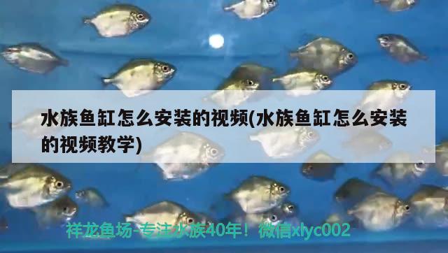 水族鱼缸怎么安装的视频(水族鱼缸怎么安装的视频教学)