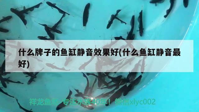 什么牌子的鱼缸静音效果好(什么鱼缸静音最好) 虎纹银版鱼