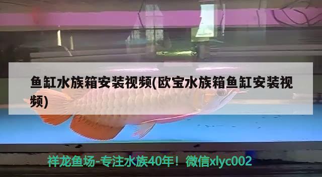 鱼缸水族箱安装视频(欧宝水族箱鱼缸安装视频) 鱼缸/水族箱