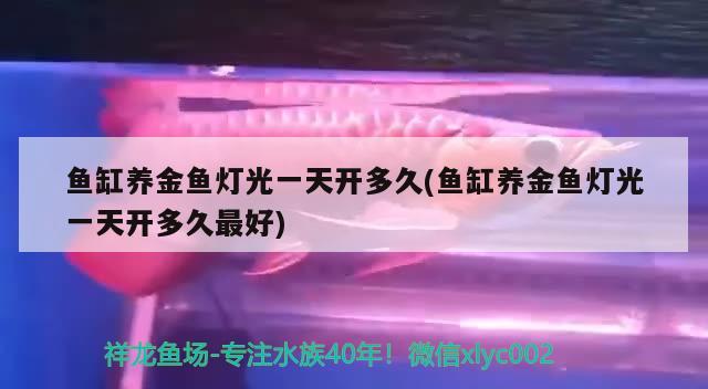 冷水淡水观赏鱼哪个品种好养（淡水鱼冷水观赏鱼好养排行榜） 二氧化碳设备 第2张