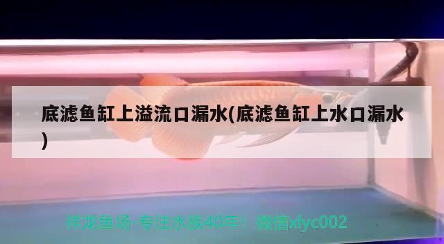 大头罗…… 观赏鱼论坛 第2张