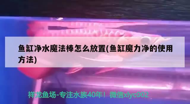 鱼缸净水魔法棒怎么放置(鱼缸魔力净的使用方法)