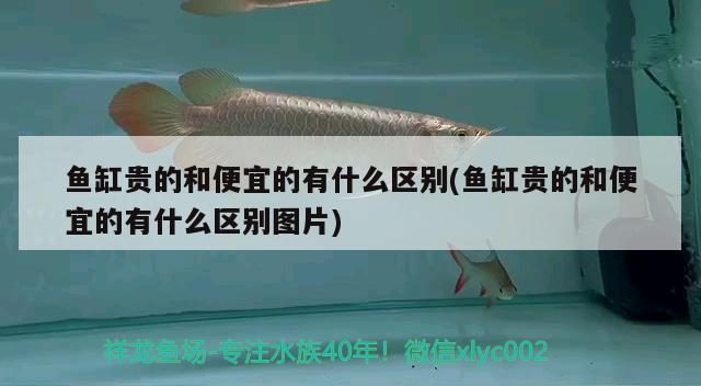 红龙鱼混养最佳5种配鱼，红龙鱼和什么鱼混养最好，关于红龙鱼混养的一些问题