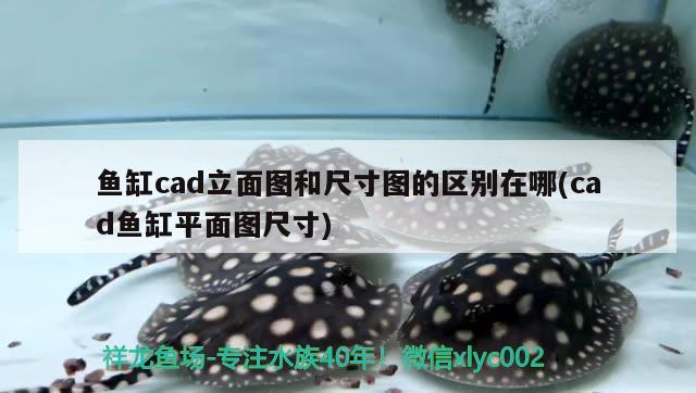 鱼缸cad立面图和尺寸图的区别在哪(cad鱼缸平面图尺寸) 奈及利亚红圆点狗头