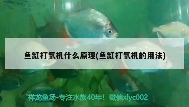 宝莲灯鱼水温低于多少会死，宝莲灯鱼多久不喂会饿死 观赏鱼 第2张