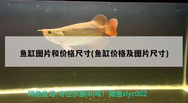 红龙鱼混养最佳5种配鱼，红龙鱼和什么鱼混养最好，关于红龙鱼混养的一些问题